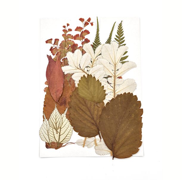 Assorted dried leaves | dried leaf