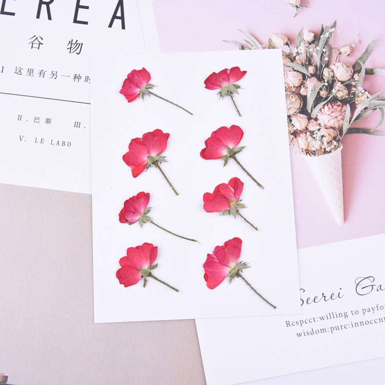 Rose Pressed Dried Flower