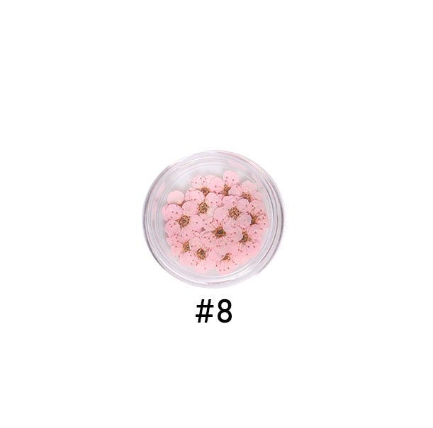 Narcissus Colored Dried Flower