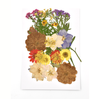 Colorful Mixed Pressed Dried Flower