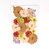 Colorful Mixed Pressed Dried Flower