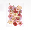 Pinkish Mixed Pressed Dried Flower