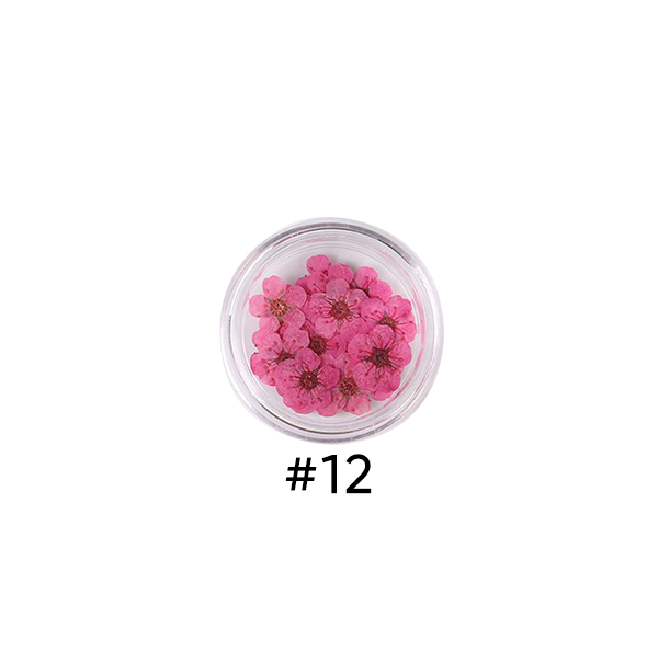 Narcissus Colored Dried Flower