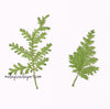 Artemisia Pressed Dried Leaf