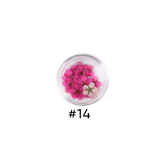 Narcissus Colored Dried Flower