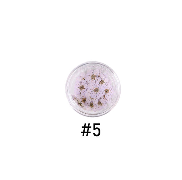 Narcissus Colored Dried Flower