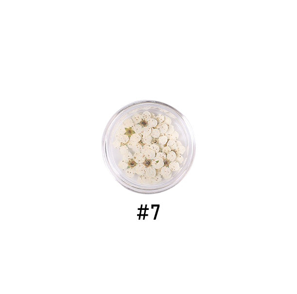 Narcissus Colored Dried Flower