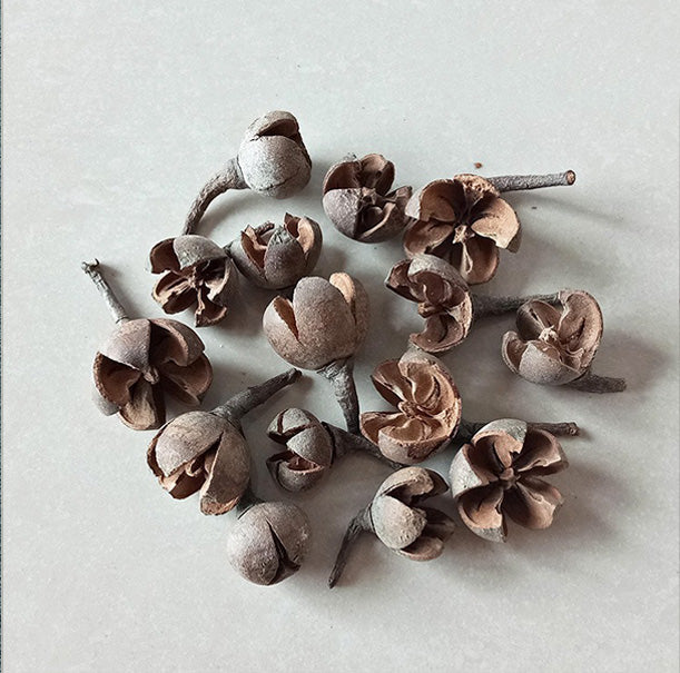 Dried flower variety collection