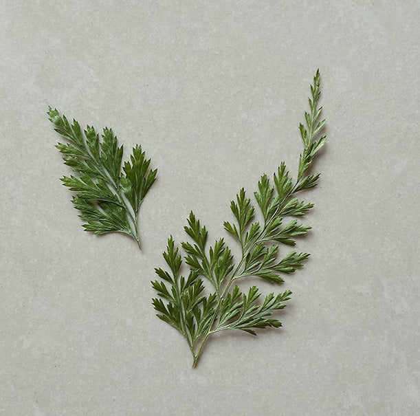 Dried flower variety collection