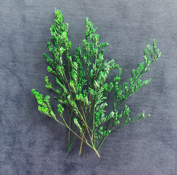 Dried flower variety collection